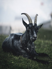goat
